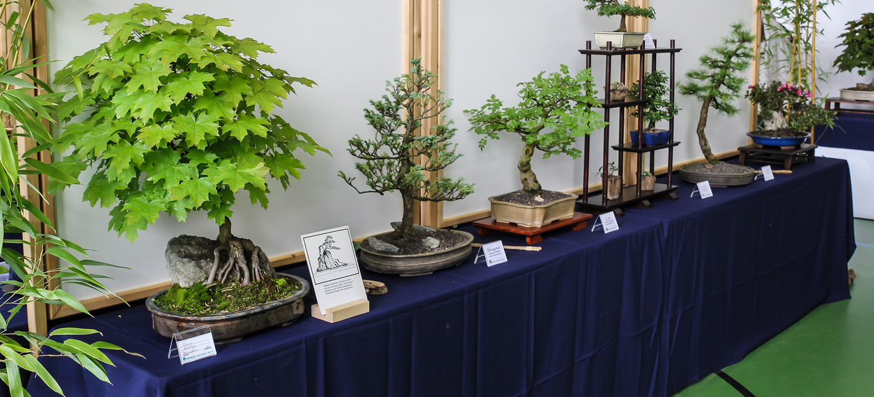 bonsai acer katsura Katsura Japanese Maple Bonsai Tree main image 0