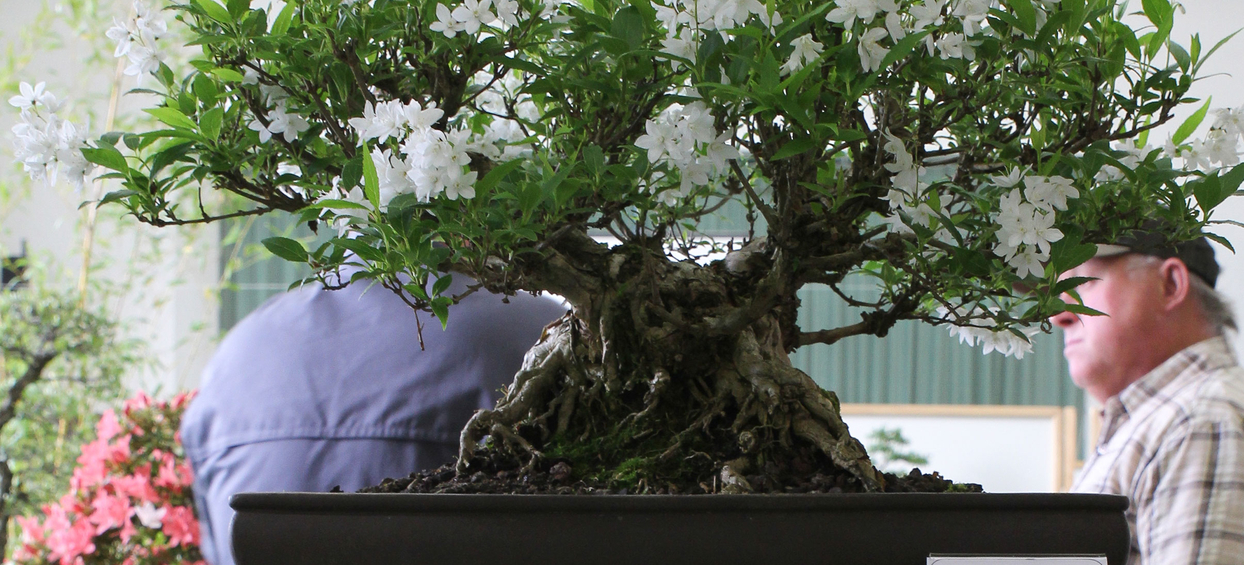 buy japanese maple bonsai Japanese Green Maple Bonsai Tree main image 0