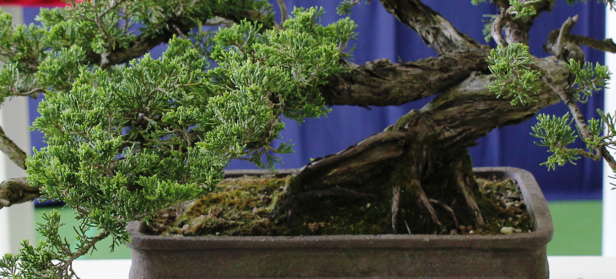 bonsai samen anfänger Bonsai-Anzuchtset Ginkgo – Glücksbaum Starter-Set für Anfänger – Wurzelbox main image 0